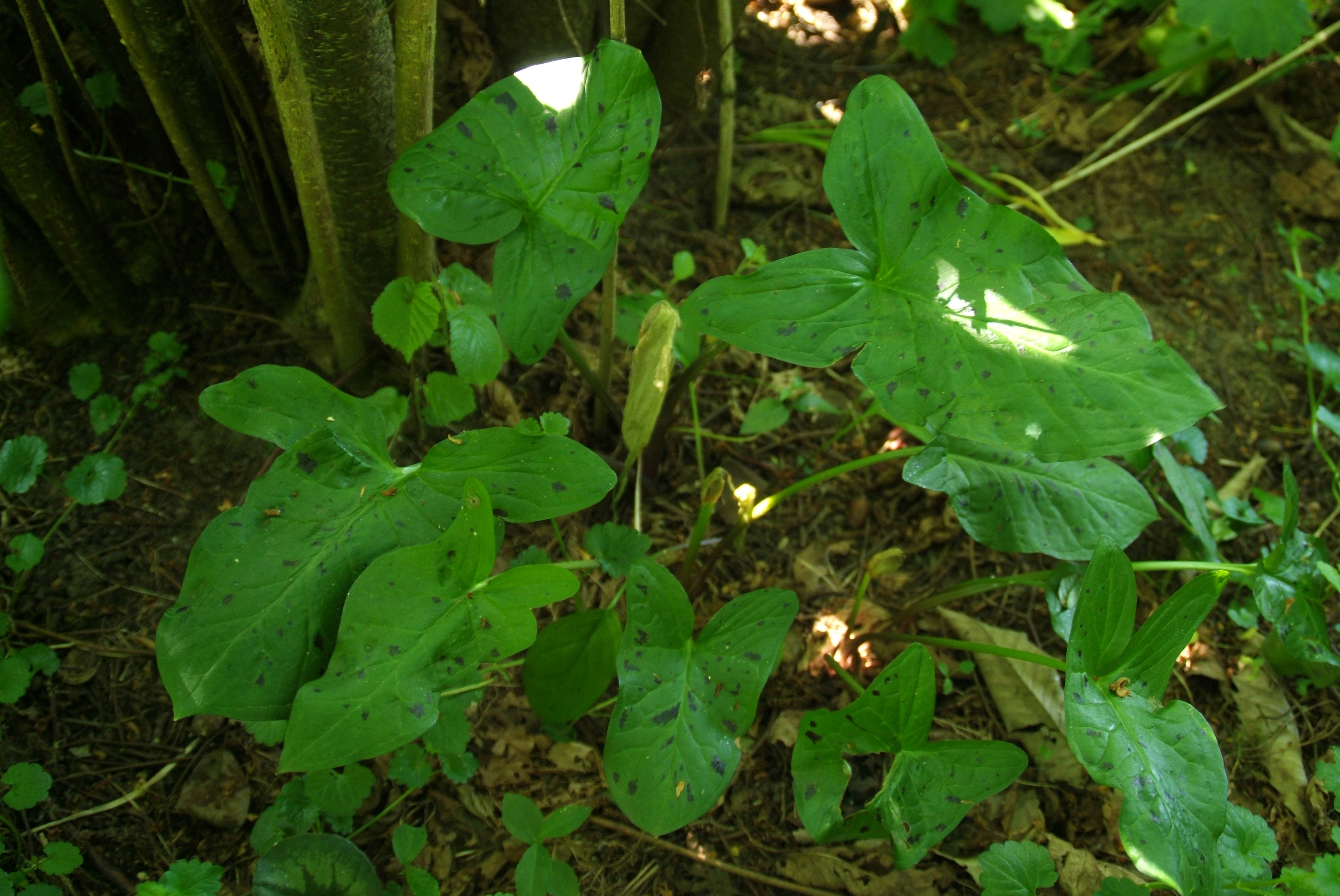 Arum maculatum Gevlekte aronskelk bestellen